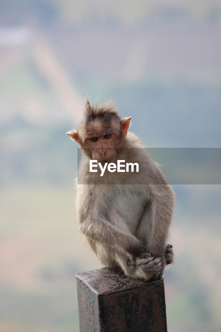 Portrait of monkey sitting outdoors