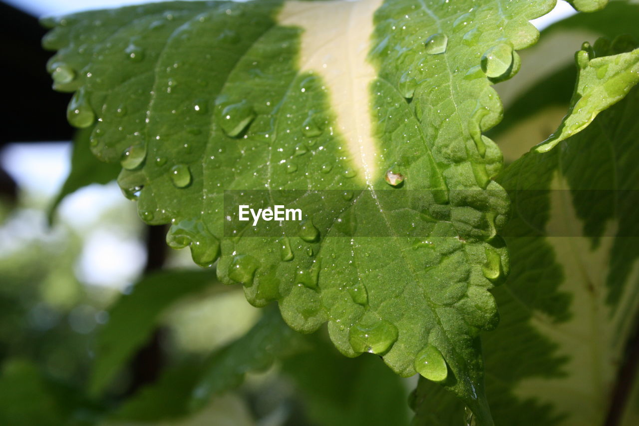 Close-up of wet plant