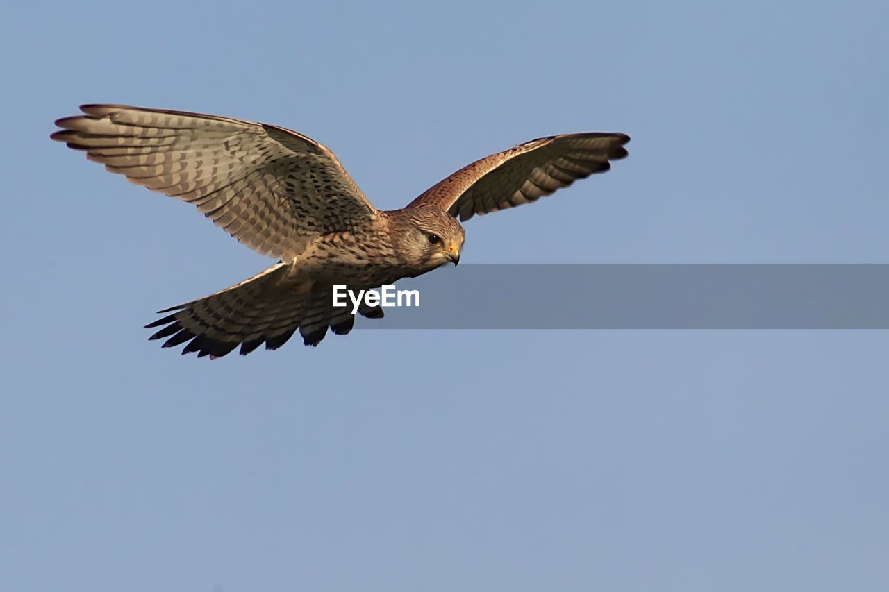 Low angle view of a falcon flying in sky