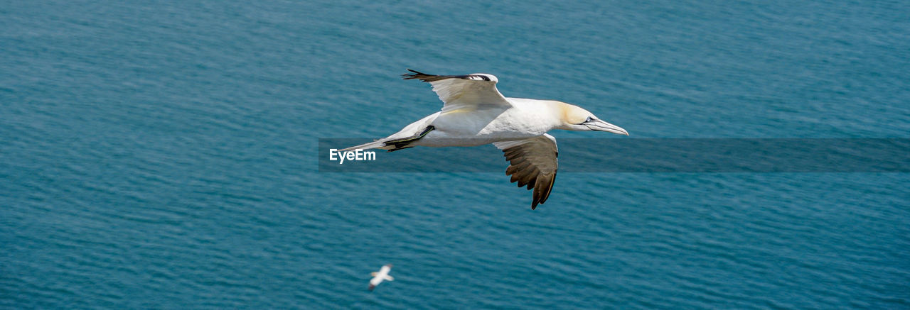 Close up of gliding flying white sea bird gannets with a huge wingspan over blue sky and ocean 