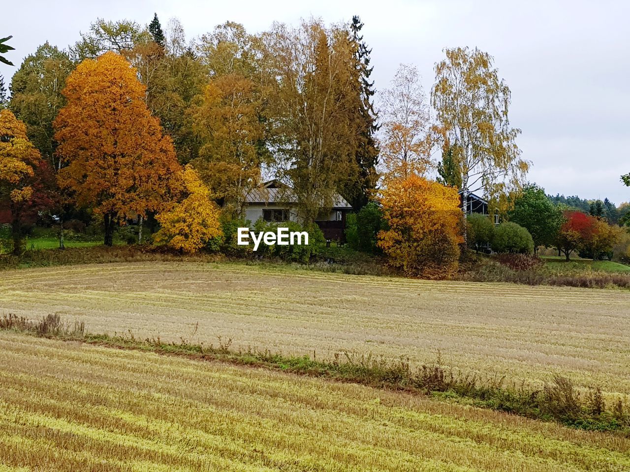 TREES GROWING ON FIELD DURING AUTUMN