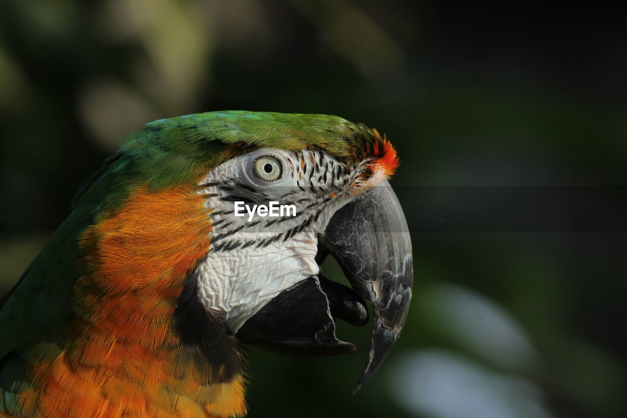 Close-up of a parrot