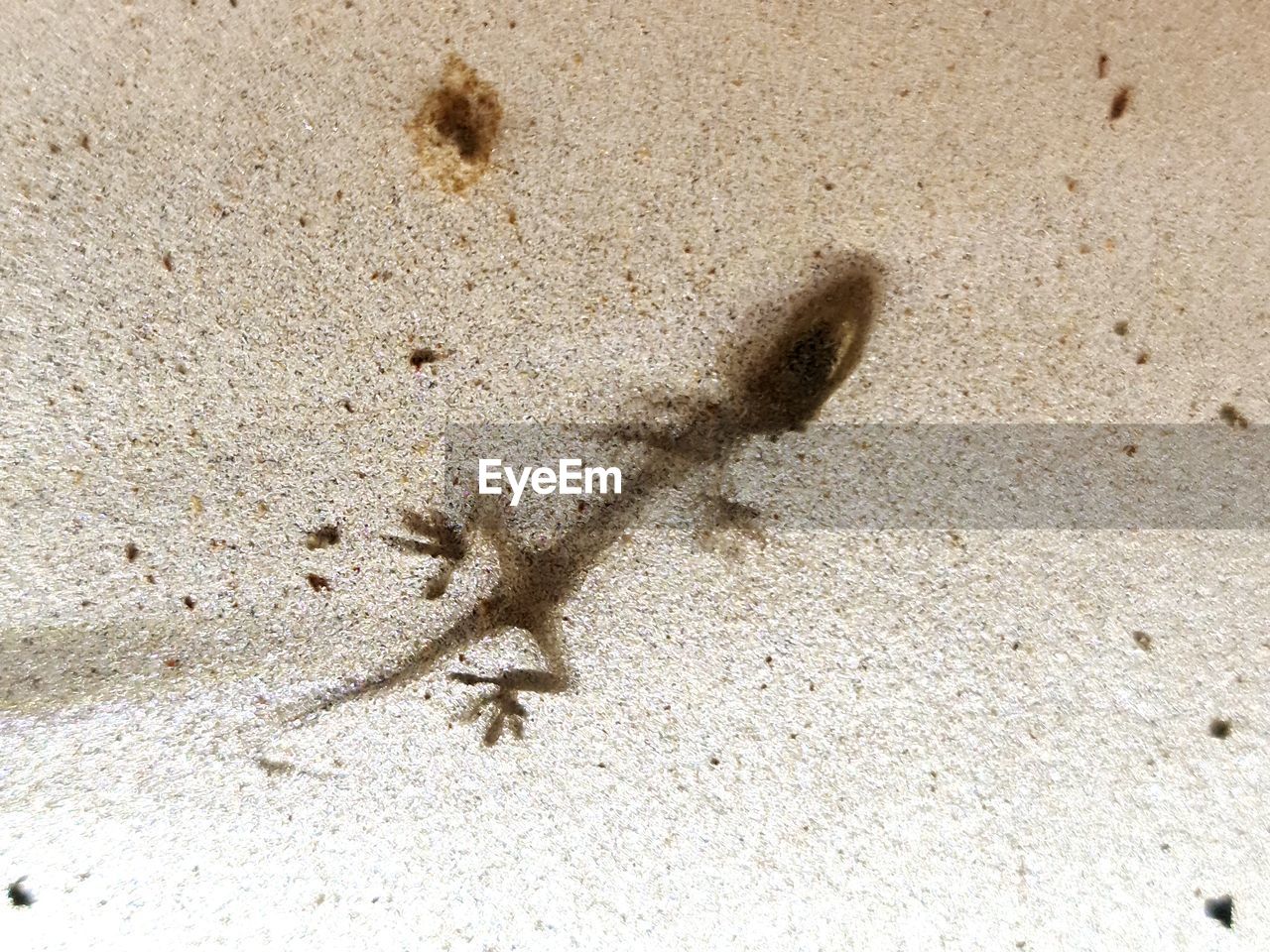 Dead Corps Lizard Beach Sand High Angle View Close-up Gecko