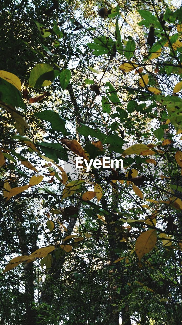 LOW ANGLE VIEW OF TREES AGAINST SKY