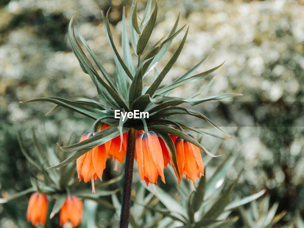 CLOSE-UP OF ORANGE FLOWER