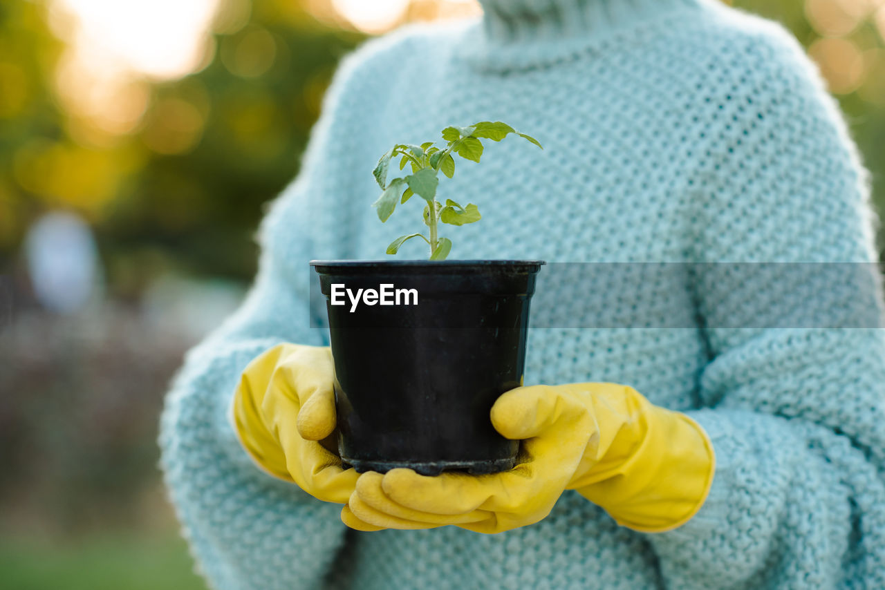 Woman holding green tomato sprout in hands in black flower pot wear yellow rubber gloves over nature