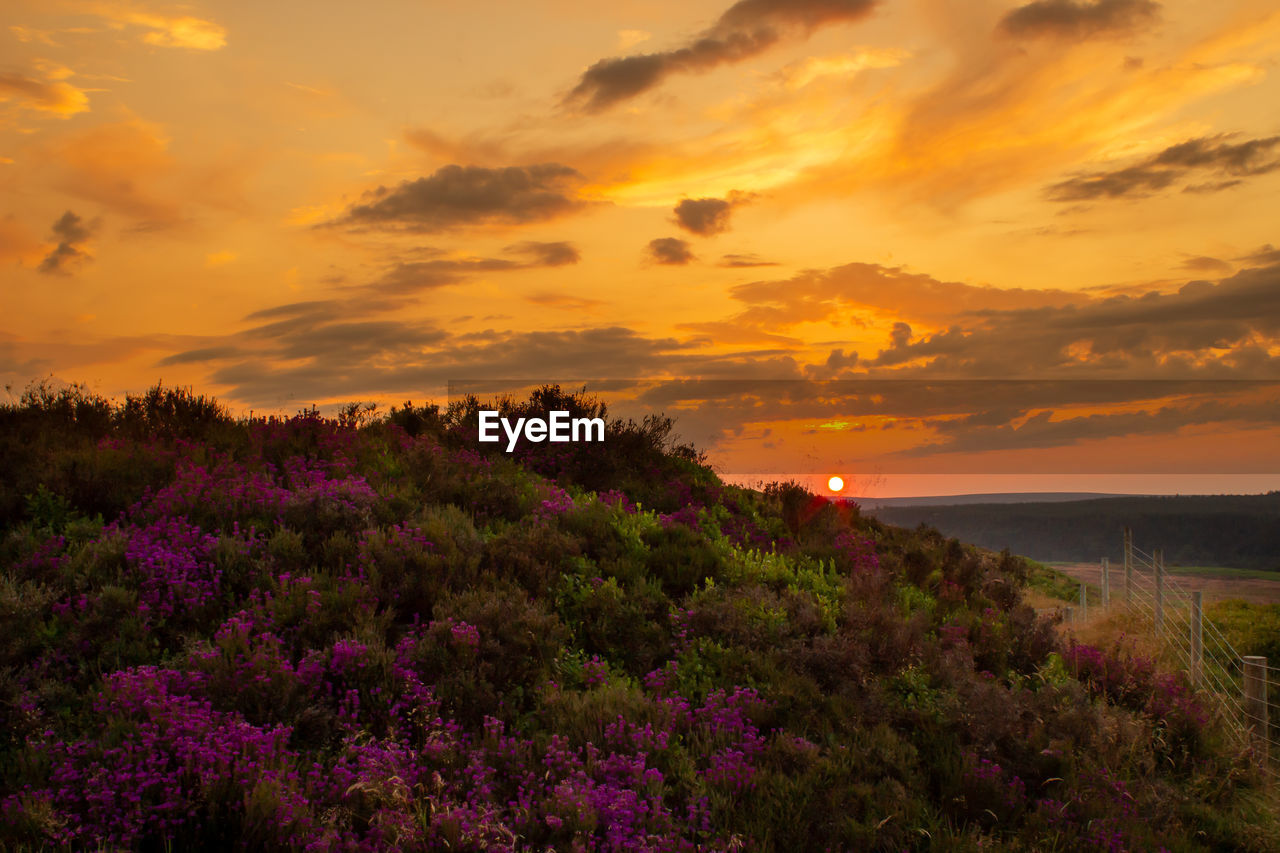 Scenic view of pink flowering heather against sky during sunset, north yorkshire