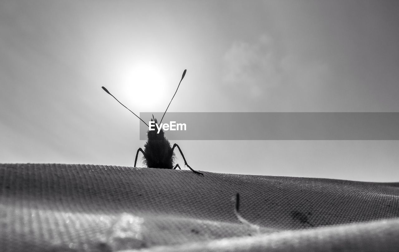 Close-up of insect on textured surface against sky