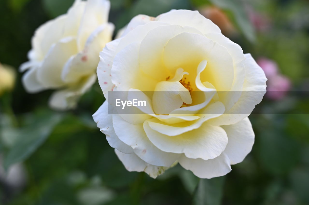 CLOSE-UP OF WHITE ROSE IN PLANT