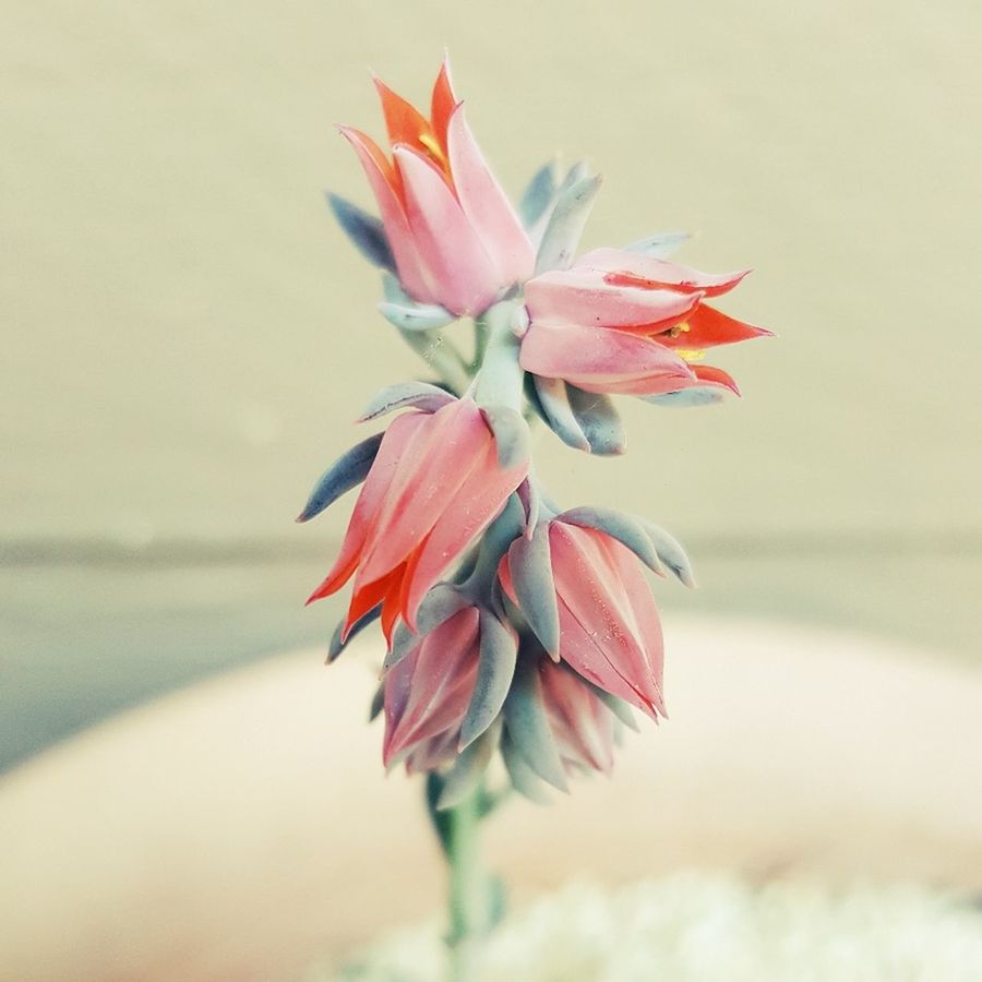 CLOSE-UP OF FLOWERS AGAINST SKY