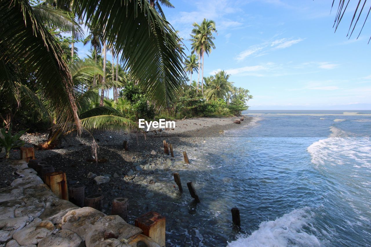 SCENIC VIEW OF SEA BY PALM TREES AGAINST SKY