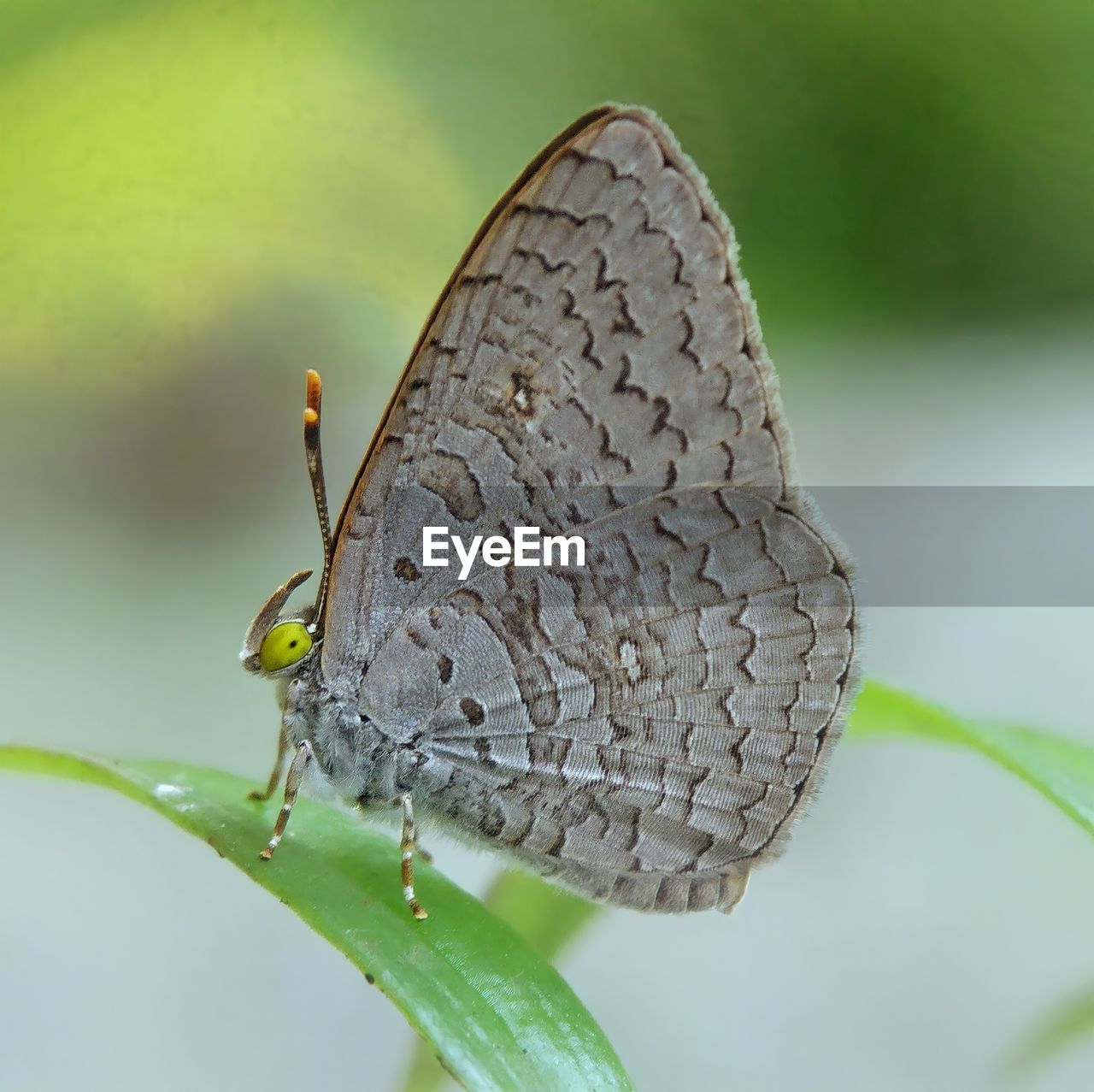 Close-up of butterfly on leaf