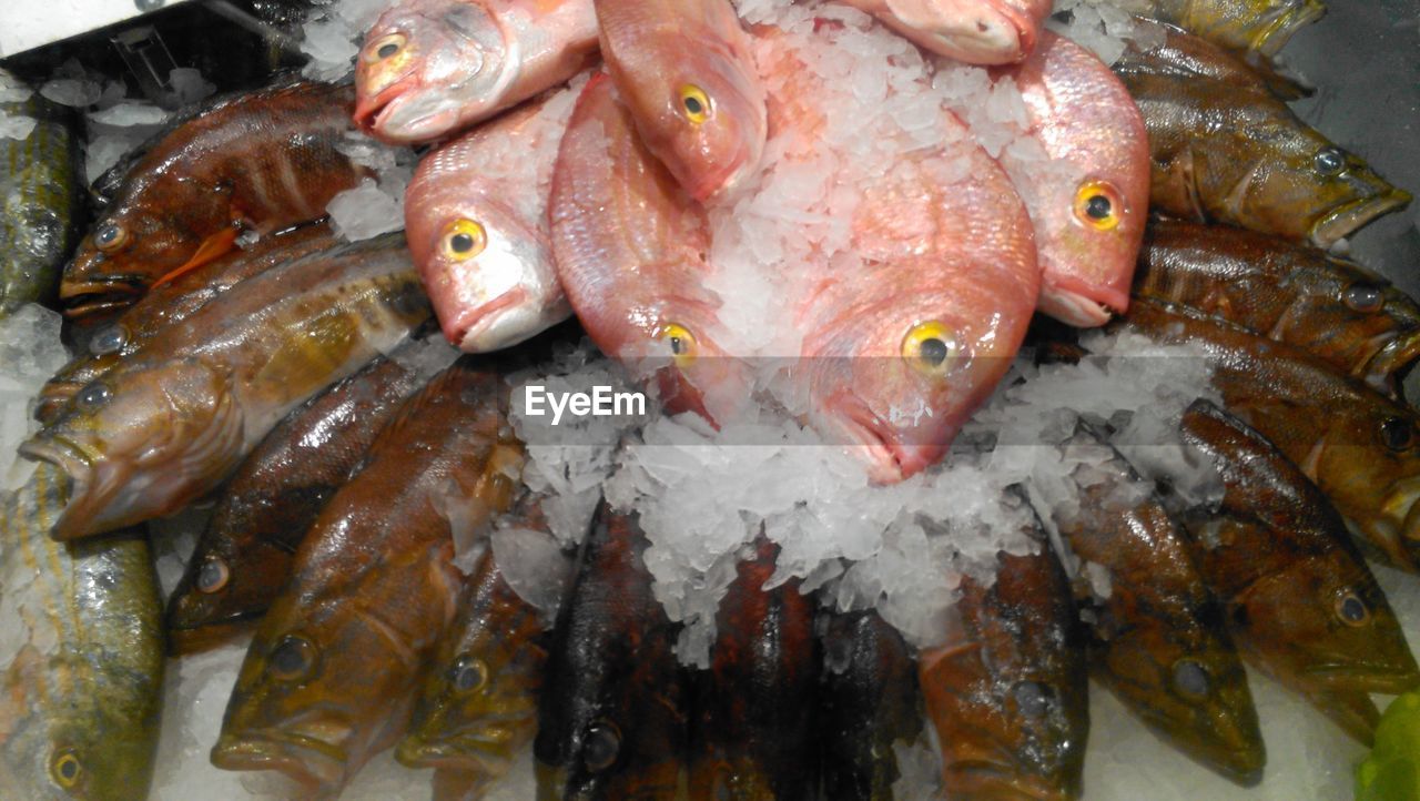 High angle view of fishes at market