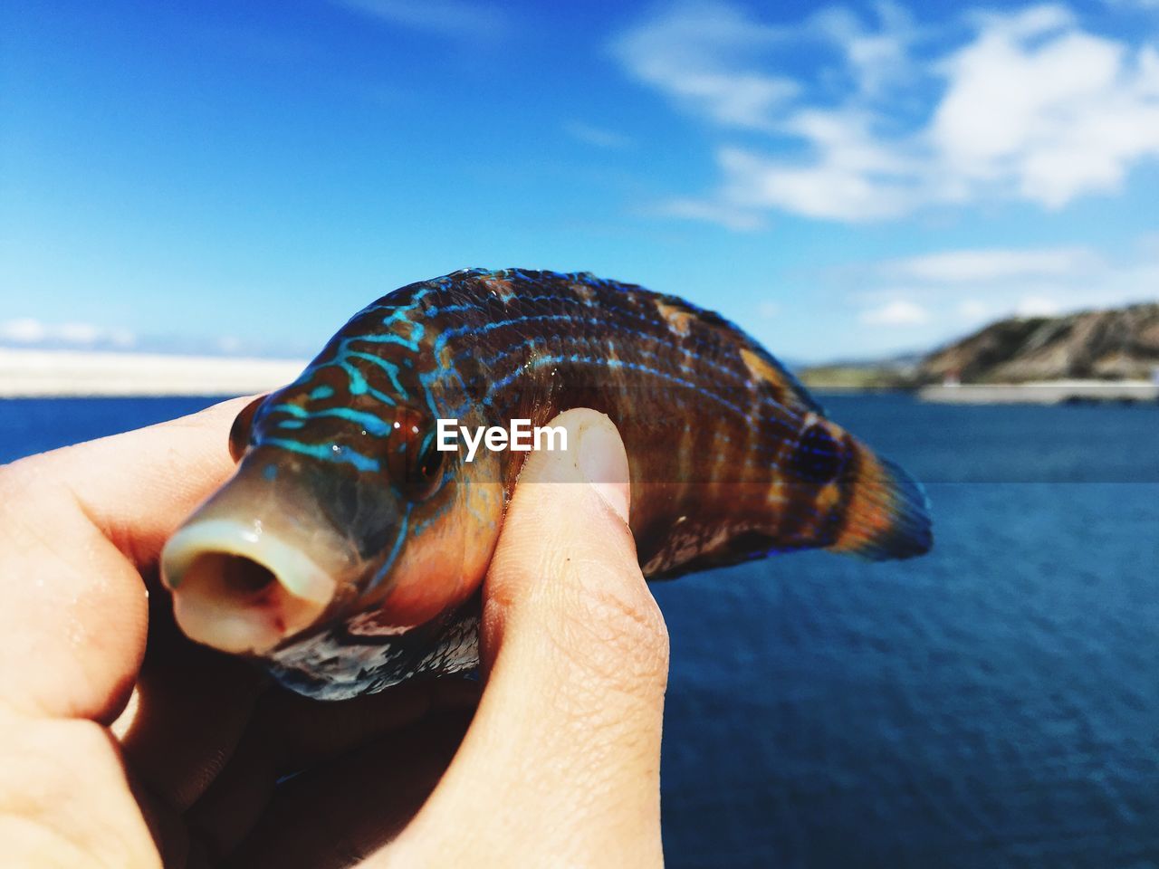 Close-up of hand holding fish against sea