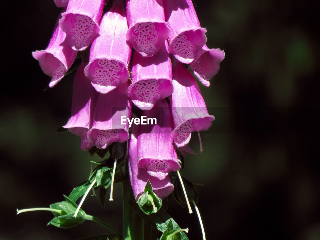 Flowering foxglove