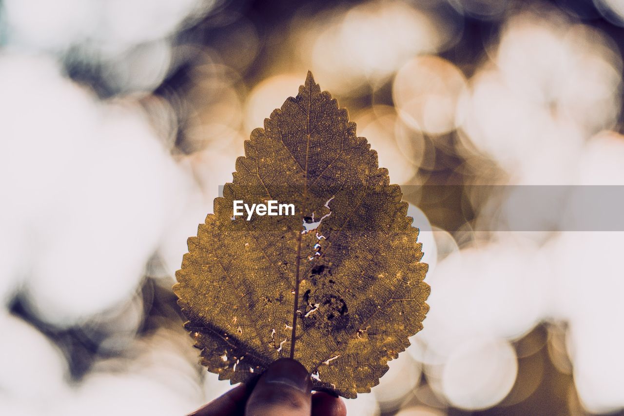 Cropped hand holding dry leaf against lens flare