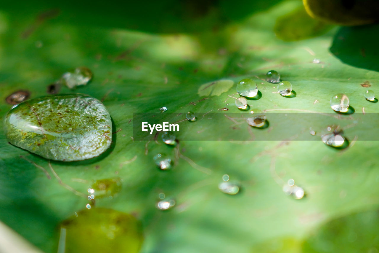 Close-up of water drops on plant leaves