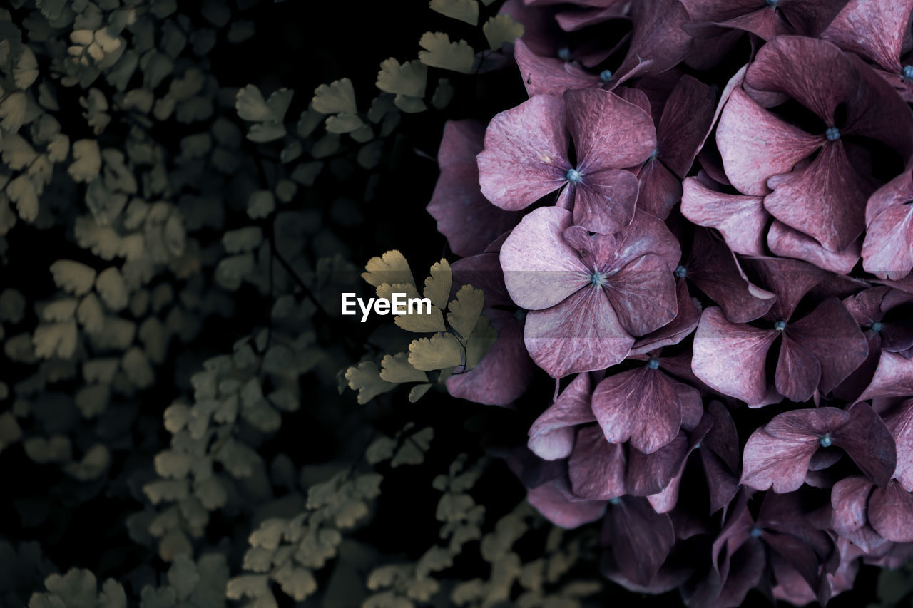 flower, plant, flowering plant, petal, purple, beauty in nature, nature, macro photography, freshness, leaf, close-up, growth, pink, hydrangea, lilac, no people, flower head, fragility, inflorescence, blossom, outdoors, plant part, botany, backgrounds