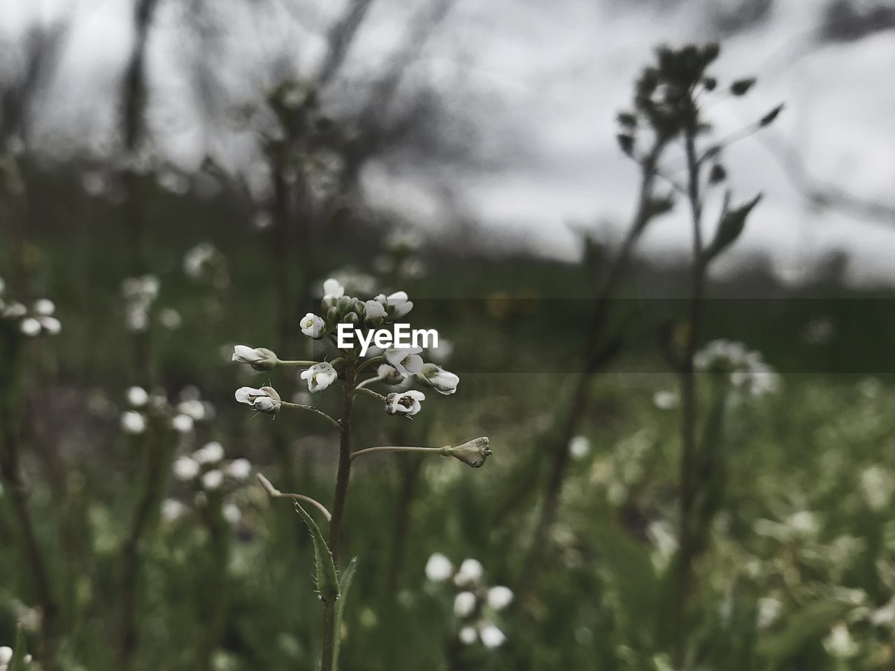 CLOSE-UP OF WHITE FLOWERING PLANT IN FIELD