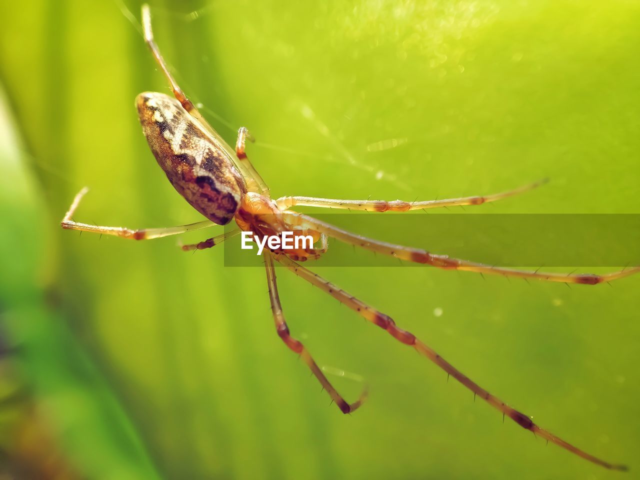 CLOSE-UP OF INSECT