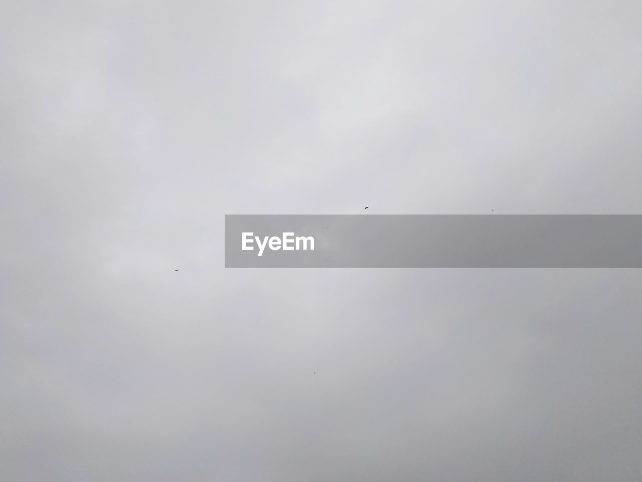 LOW ANGLE VIEW OF BIRD IN SKY