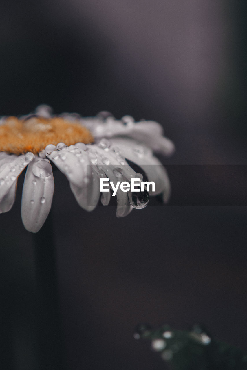 CLOSE-UP OF WATER DROPS ON FLOWER