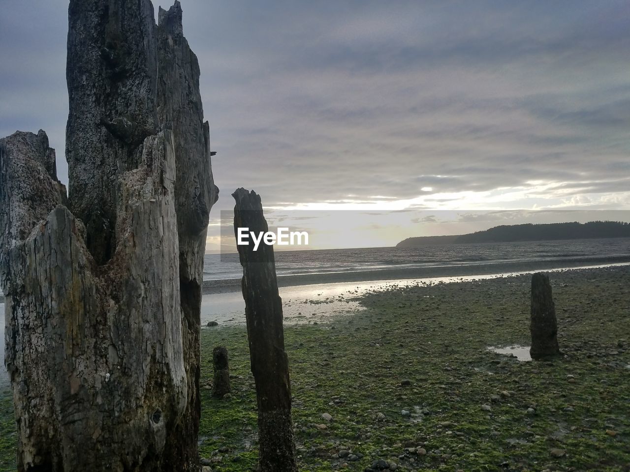 SCENIC VIEW OF TREE BY SEA AGAINST SKY