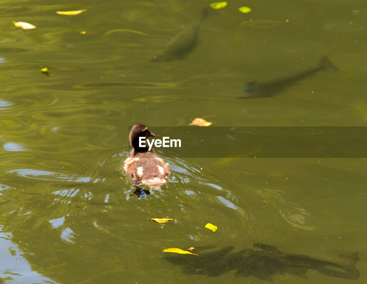 HIGH ANGLE VIEW OF DUCKS SWIMMING ON LAKE