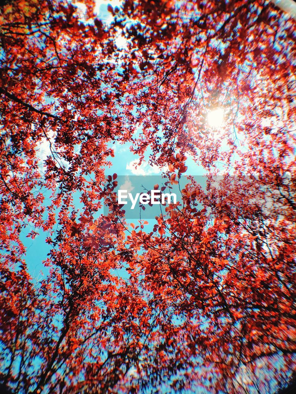 Low angle view of red trees in park against sky