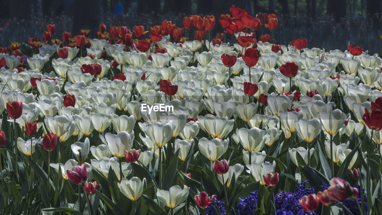 CLOSE-UP OF WHITE TULIP