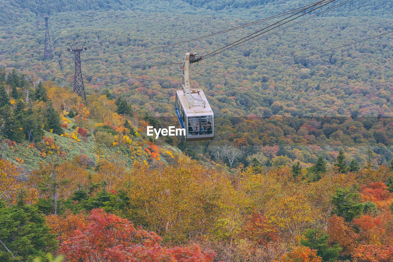 HIGH ANGLE VIEW OF TREES AND PLANTS DURING AUTUMN