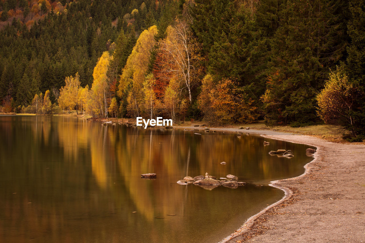 Scenic view of lake by trees in forest