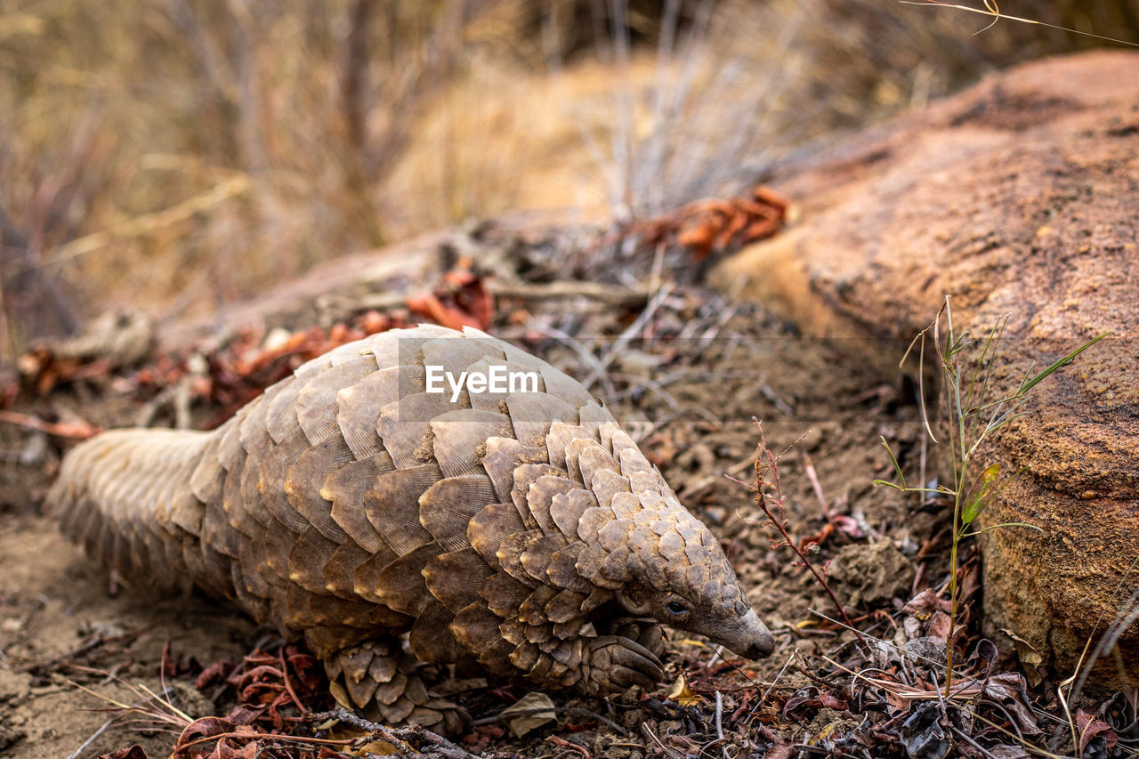 CLOSE-UP OF ANIMAL ON FIELD