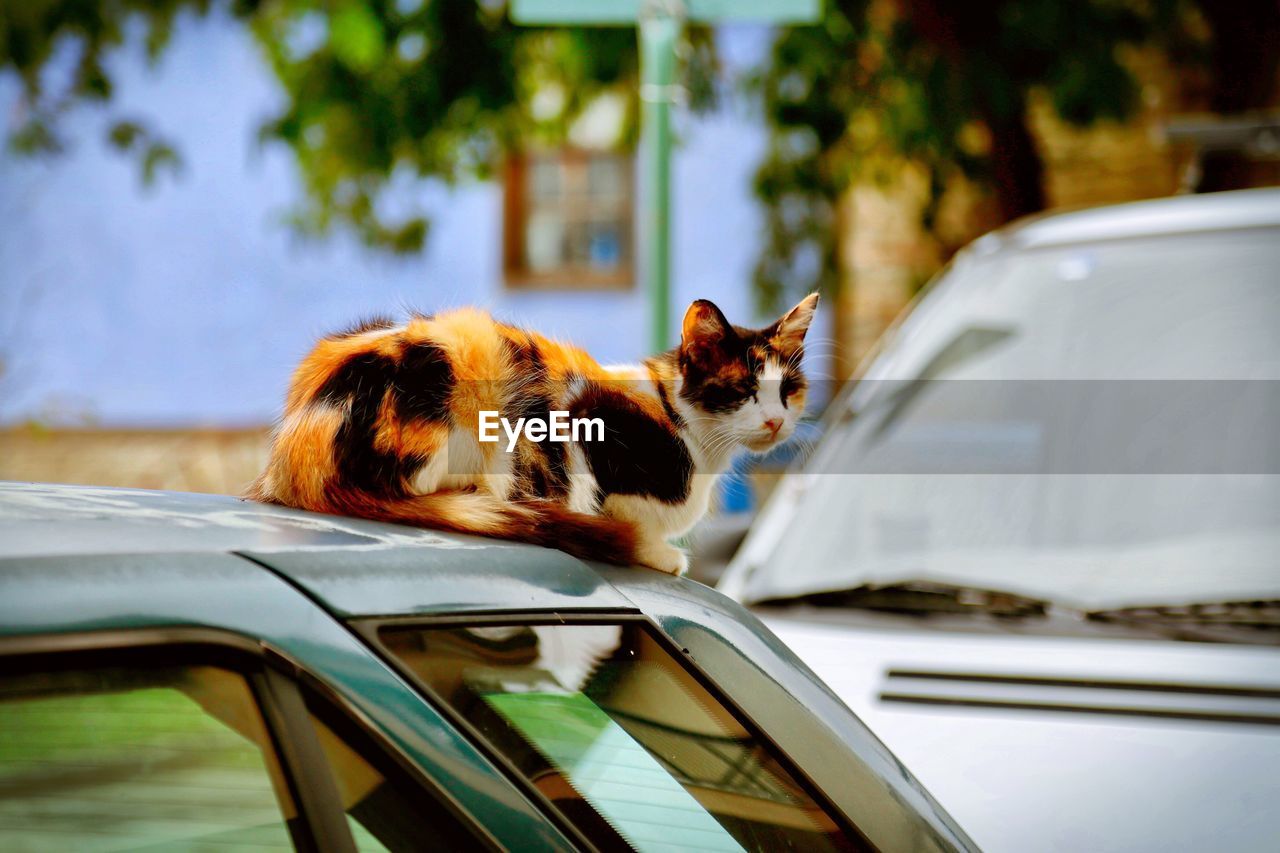 Close-up of cat on car