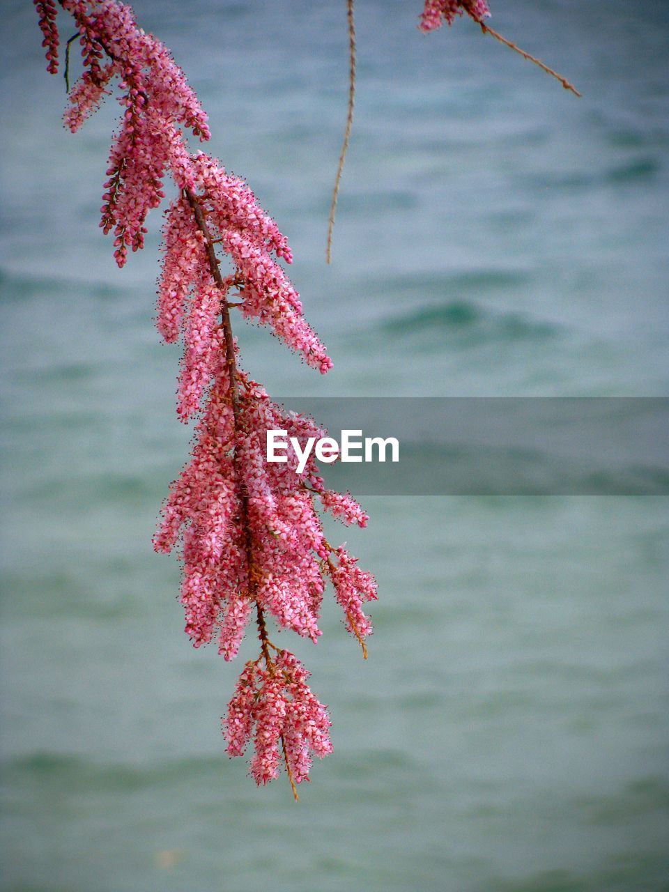 Close-up of pink flowers