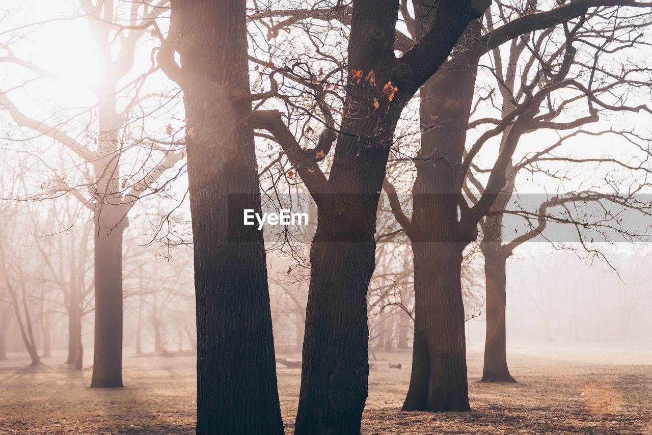 tree, fog, plant, tree trunk, trunk, morning, nature, land, forest, bare tree, environment, winter, sunlight, landscape, tranquility, beauty in nature, mist, branch, autumn, tranquil scene, scenics - nature, no people, woodland, sun, outdoors, sky, back lit, non-urban scene, cold temperature, idyllic, silhouette, twilight, dawn, deciduous tree, natural environment, day, rural scene