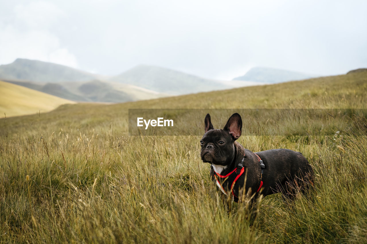 Dog on field