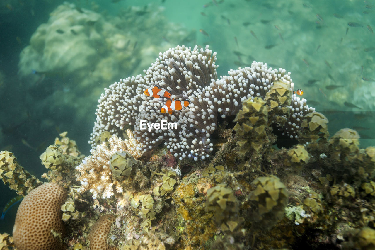 Coral reef on andaman islands