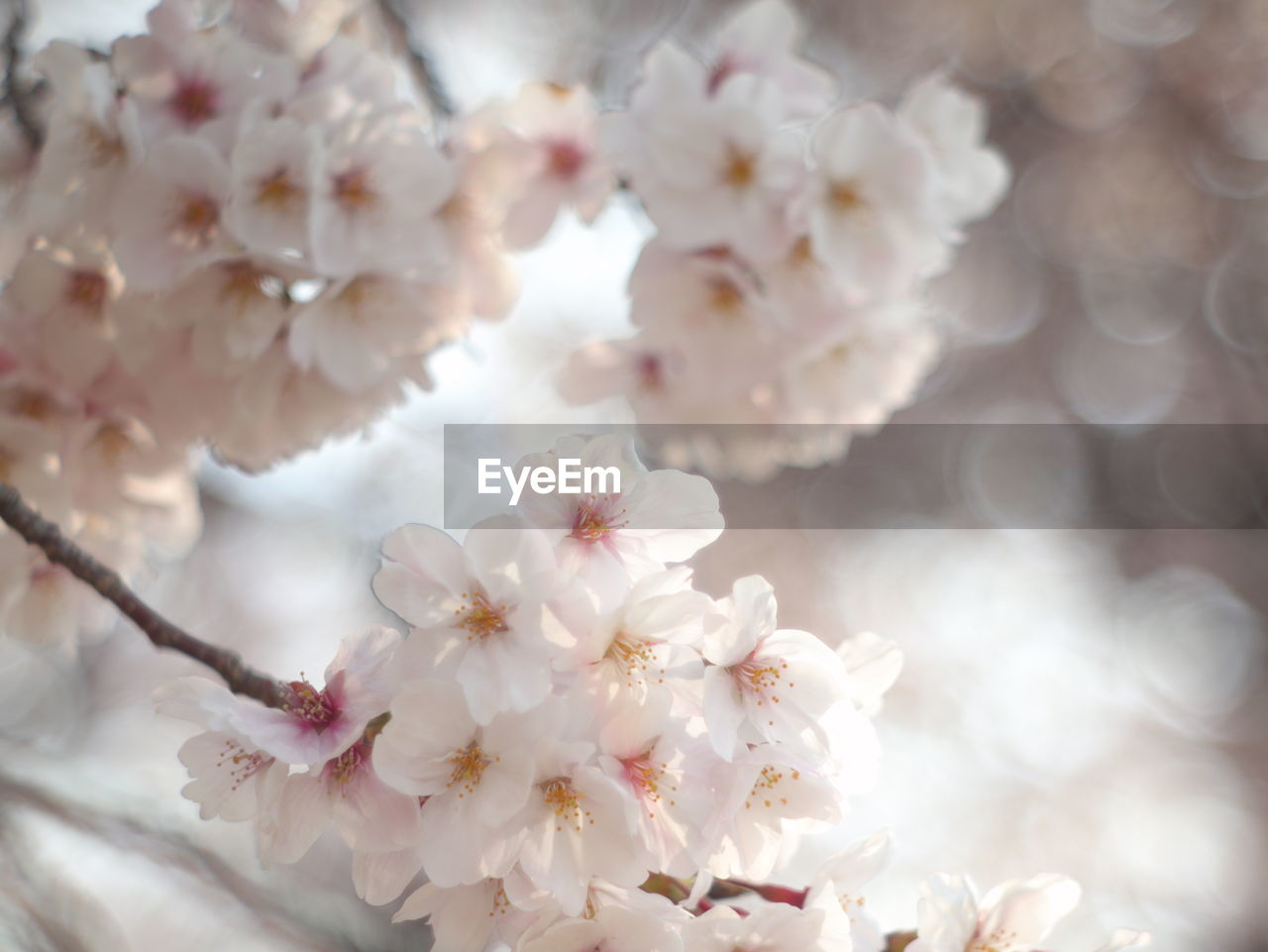 CLOSE-UP OF CHERRY BLOSSOMS