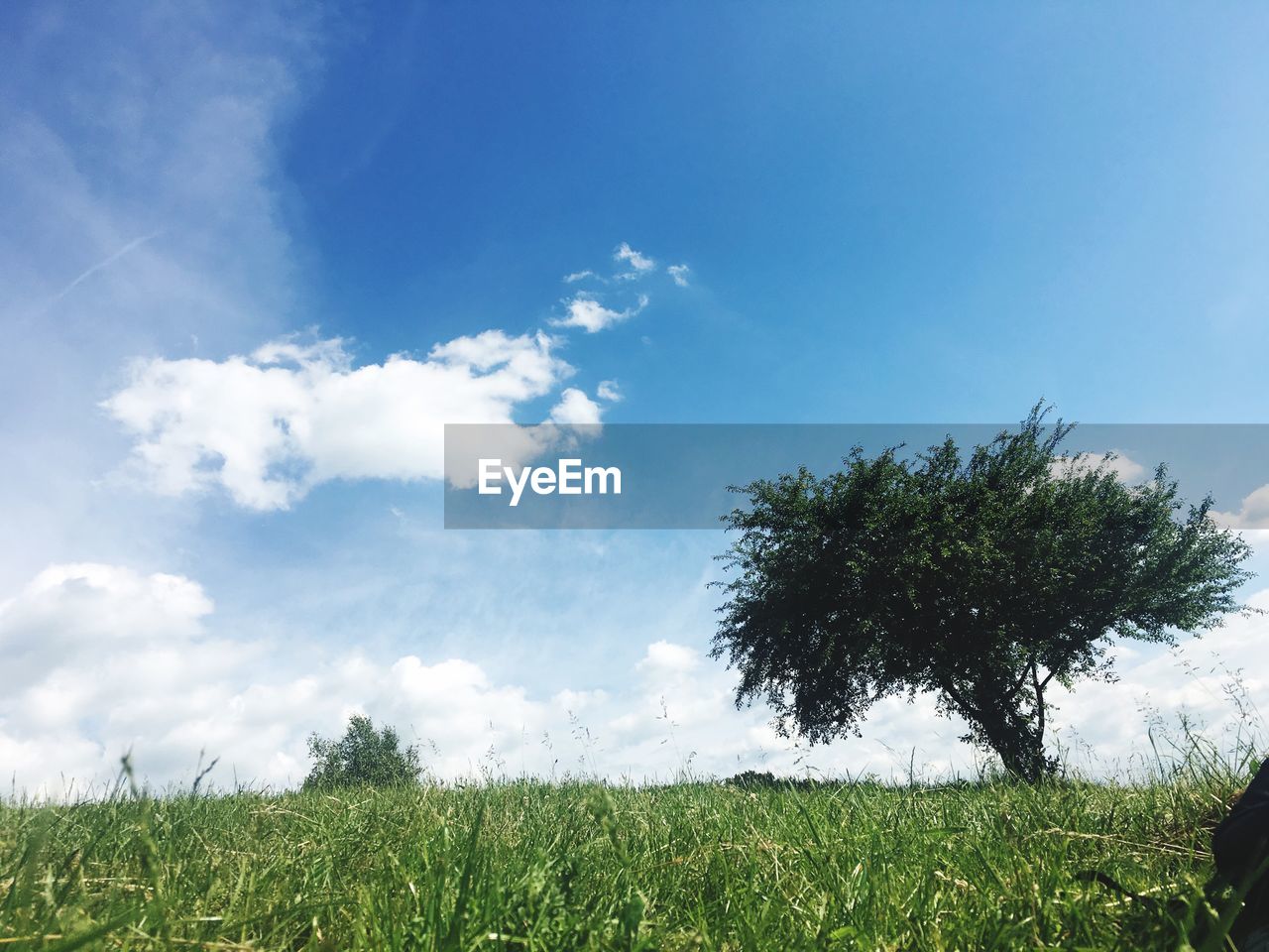 PLANTS GROWING ON LAND AGAINST SKY