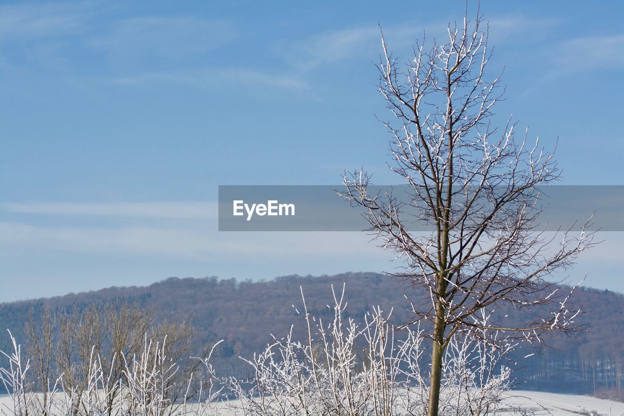 Bare tree on snow covered land against sky