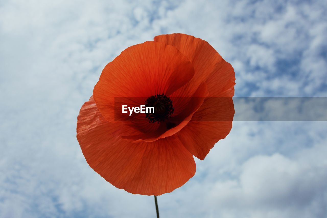 poppy, flower, sky, cloud, nature, red, plant, macro photography, freshness, beauty in nature, petal, flowering plant, close-up, no people, blue, flower head, inflorescence, orange color, fragility, outdoors, day, low angle view, food