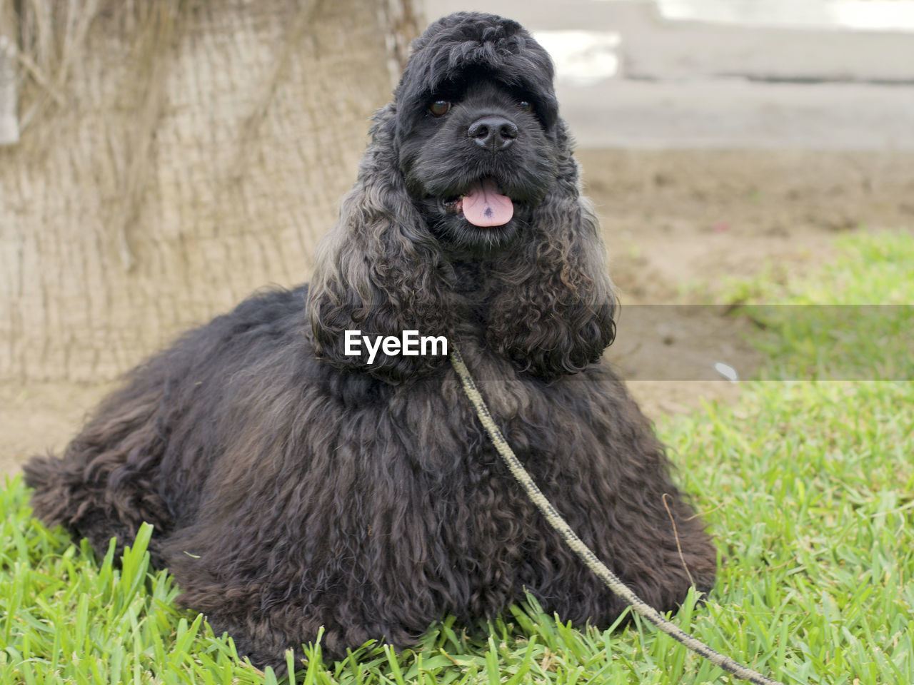 Close-up of dog sitting on grassy field