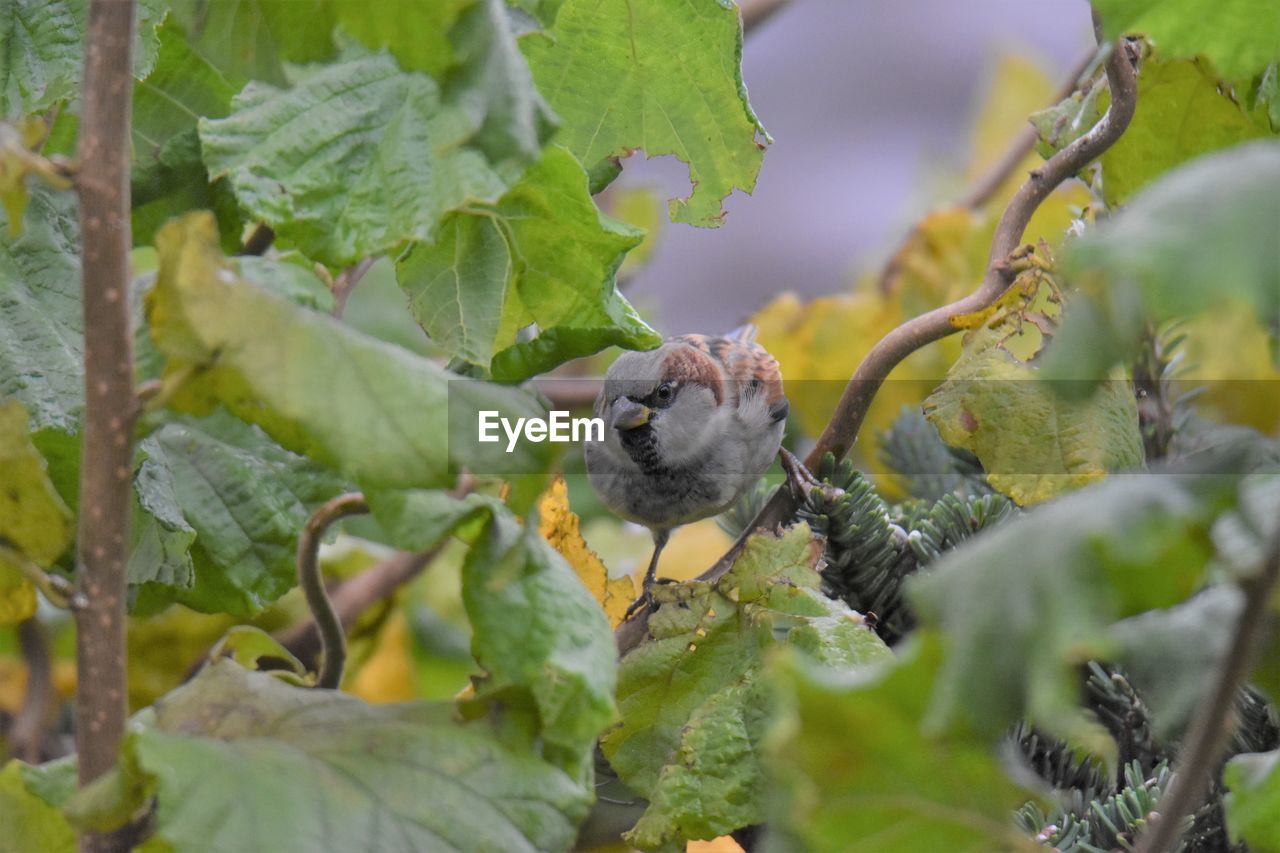 Close-up of sparrow perching on plant