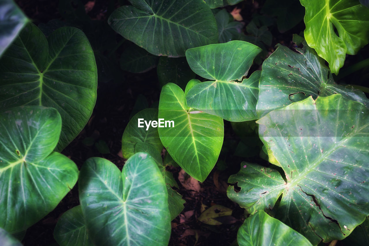 HIGH ANGLE VIEW OF FRESH GREEN LEAVES