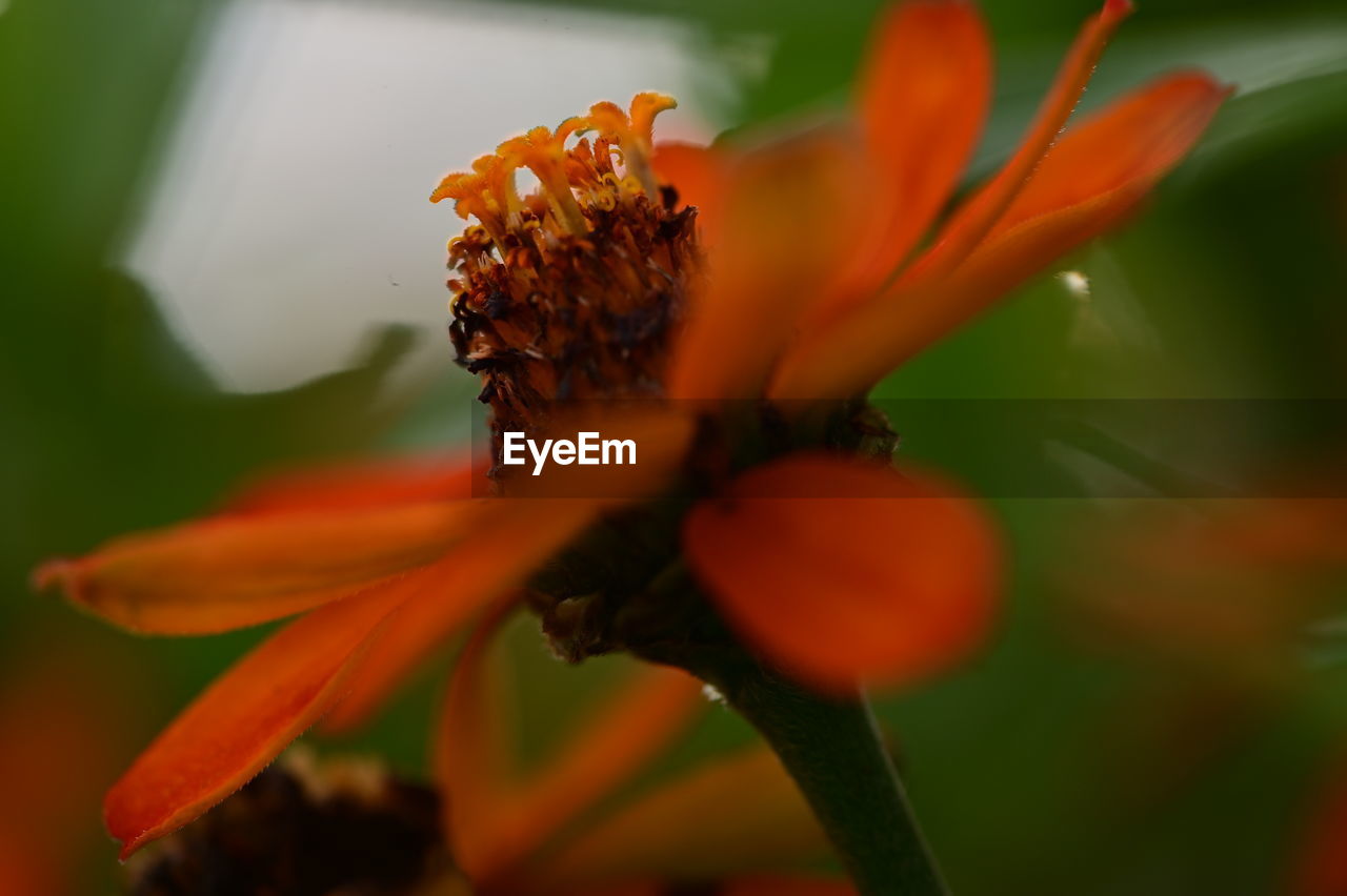 CLOSE-UP OF ORANGE ROSE FLOWER