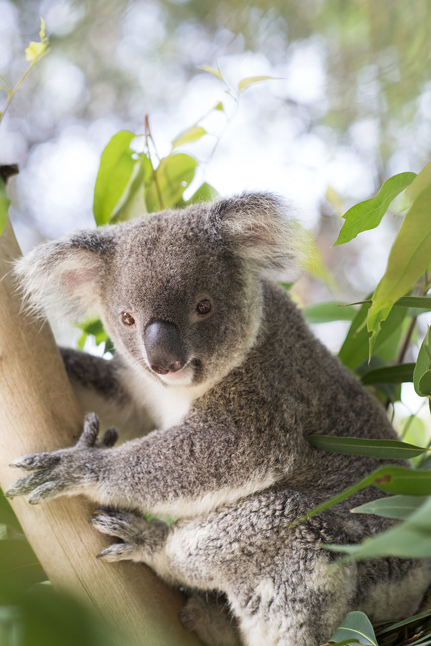 Koala in tree against sky