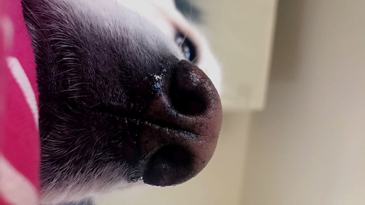 CLOSE-UP OF DOG WITH MOUTH