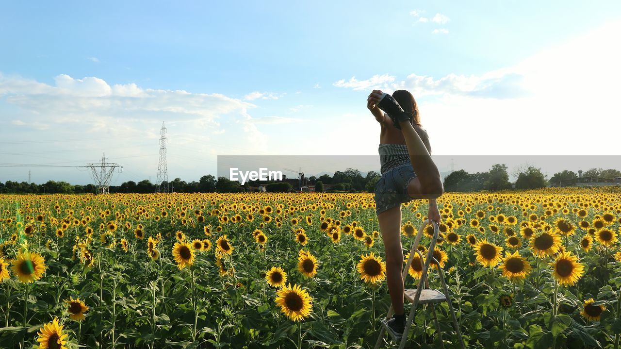 Woman performing yoga on step ladder in sunflower farm