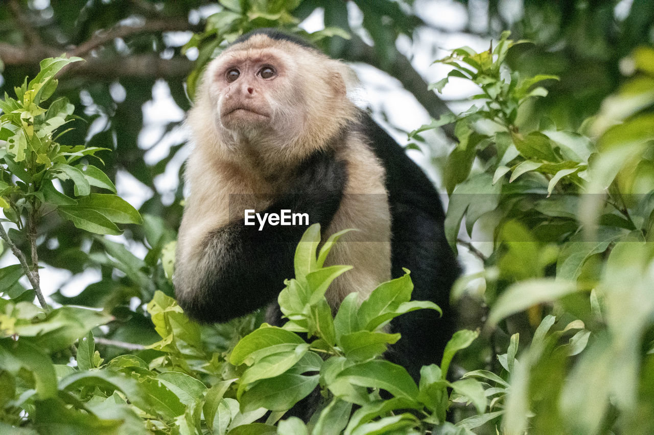 Low angle view of monkey on tree